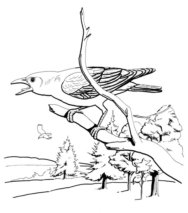 CPBD-Common Crow-TR.jpg