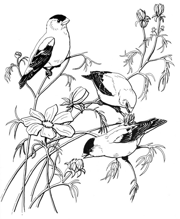 CPBD-Goldfinch-TR.jpg
