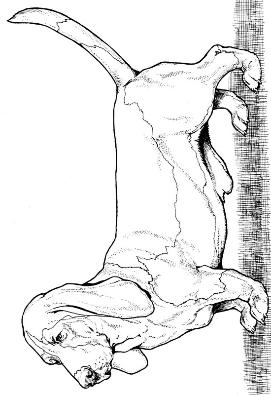 CPDG-Basset Hound-TR.jpg