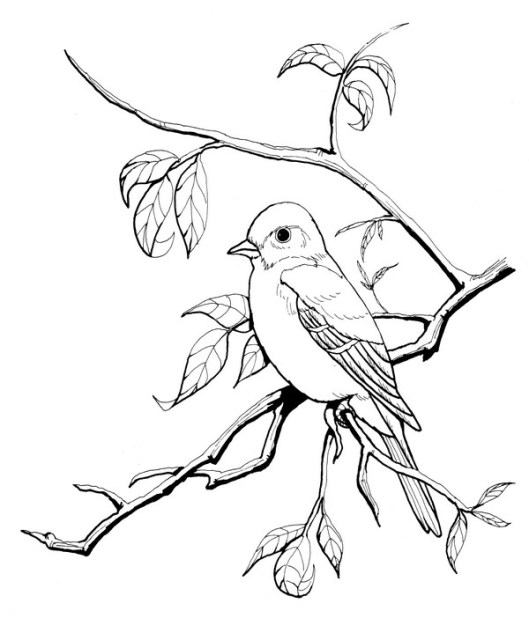 CPBD-Eastern Wood Pewee-TR.jpg