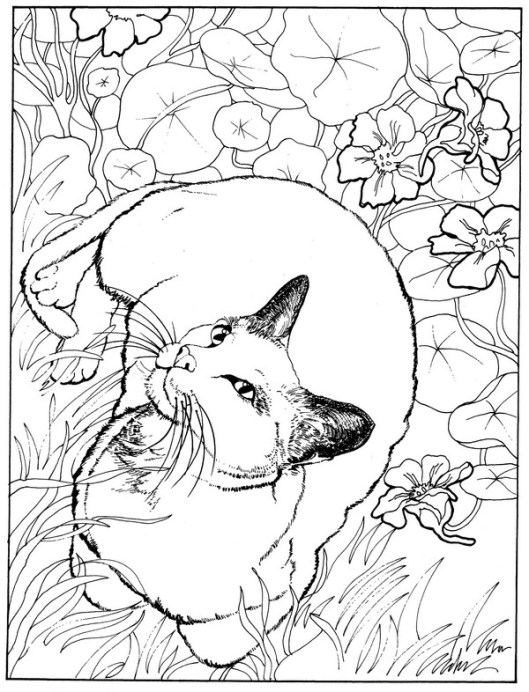 CPCT-Blue Burmese-TR.jpg