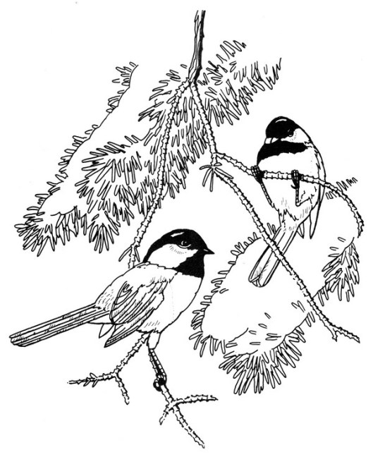 CPBD-Black capped Chickadee-TR.jpg