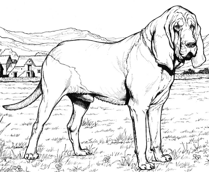 CPDG-Bloodhound-TR.jpg