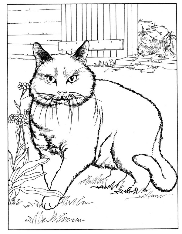 CPCT-Chartreux-TR.jpg