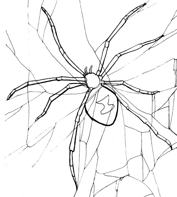 CPIT-Black Widow Spider-TR.jpg