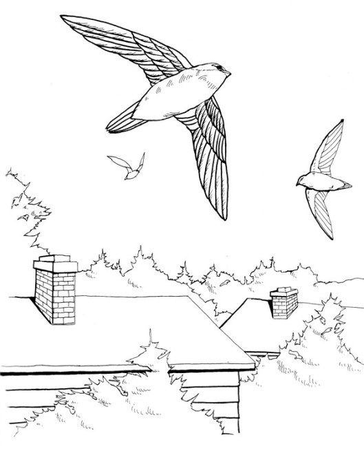 CPBD-Chimney Swift-TR.jpg