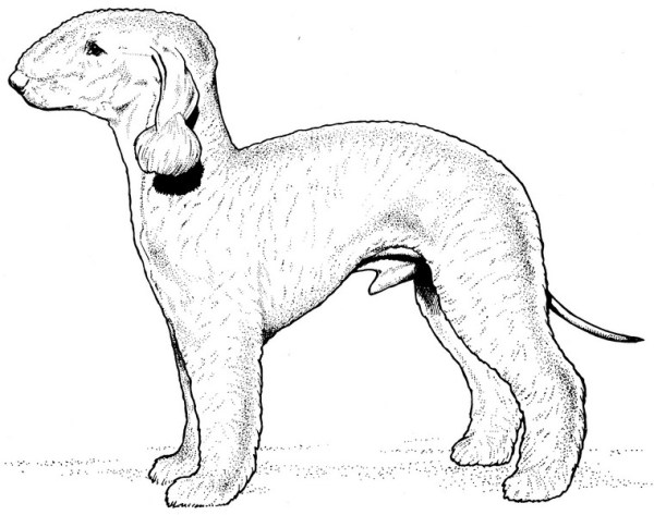 CPDG-Bedlington Terrier-TR.jpg