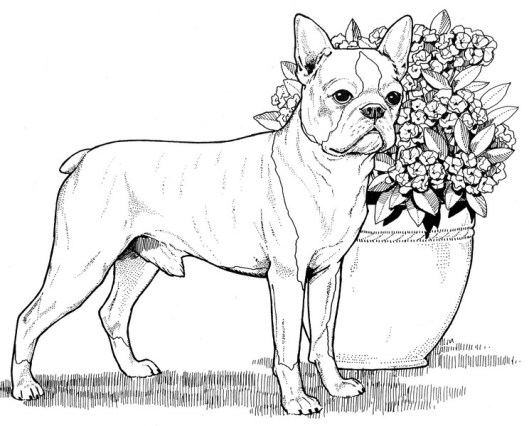 CPDG-Boston Terrier-TR.jpg