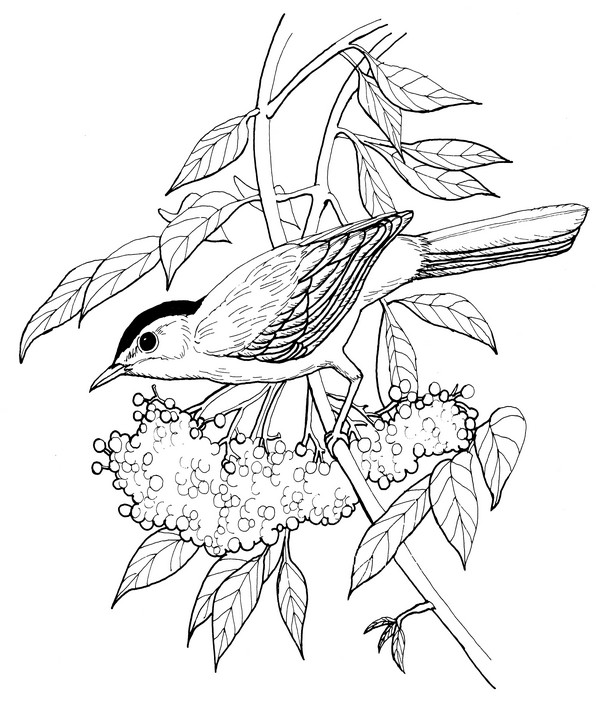 CPBD-Catbird-TR.jpg