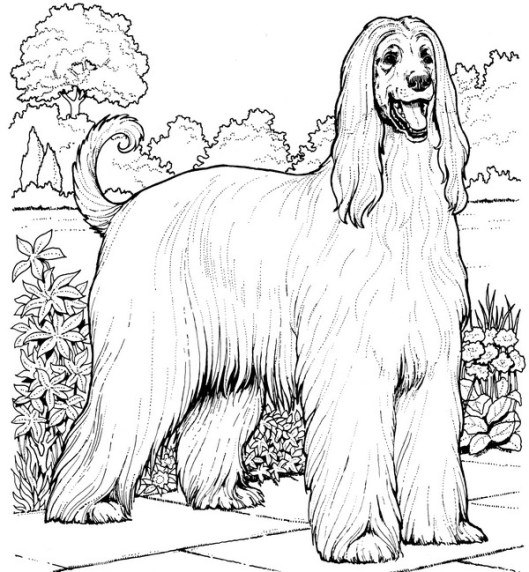 CPDG-Afgan Hound-TR.jpg