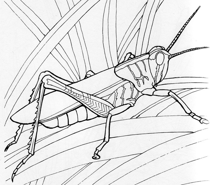 CPIT-Grasshopper-TR.jpg