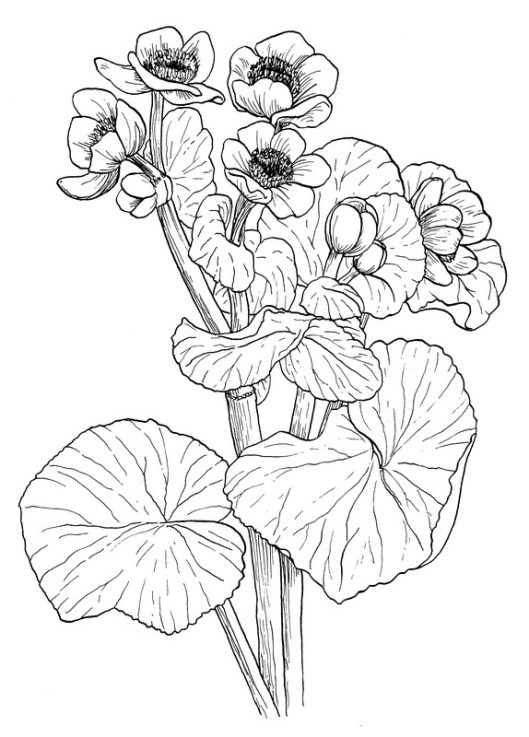 CPFL-Marsh marigold-cowslip-TR.jpg