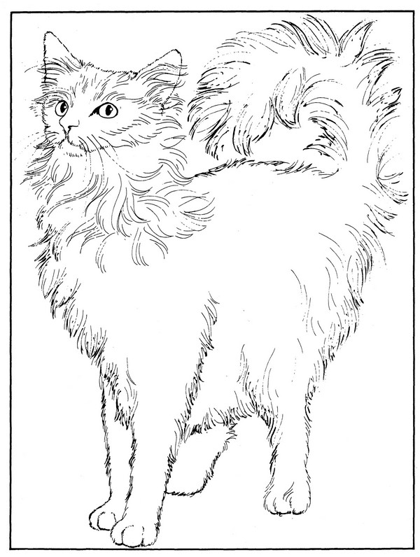 CPCT-Angora-TR.jpg