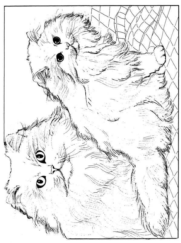 CPCT-Chin Chilla Persian-TR.jpg