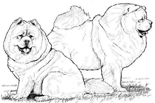 CPDG-Chow Chow-TR.jpg