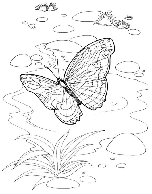 CPBF-Blue Wing-TR.jpg