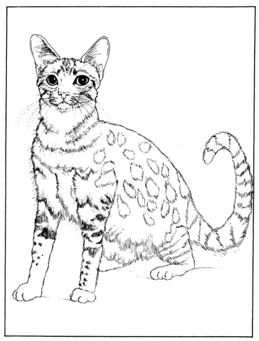 CPCT-Egyptian Mau-TR.jpg